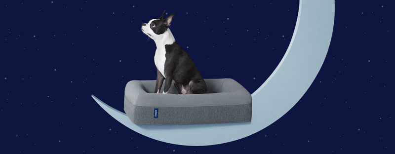 casper lit pour chien